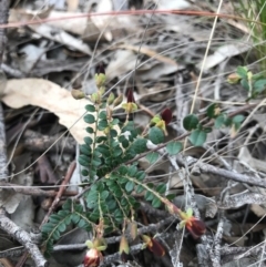 Bossiaea buxifolia (Matted Bossiaea) at Dryandra St Woodland - 18 Sep 2020 by PeterR