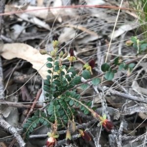 Bossiaea buxifolia at O'Connor, ACT - 18 Sep 2020 01:20 PM