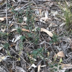 Bossiaea buxifolia at O'Connor, ACT - 18 Sep 2020 01:20 PM