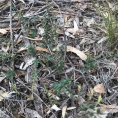 Bossiaea buxifolia at O'Connor, ACT - 18 Sep 2020