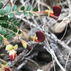 Bossiaea buxifolia at O'Connor, ACT - 18 Sep 2020
