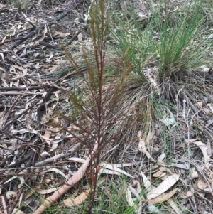 Exocarpos cupressiformis at O'Connor, ACT - 18 Sep 2020