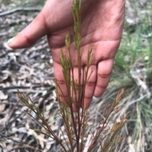 Exocarpos cupressiformis at O'Connor, ACT - 18 Sep 2020