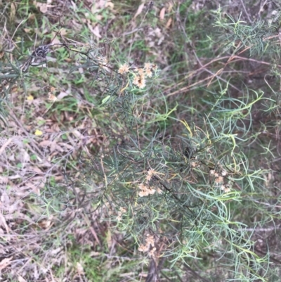 Cassinia quinquefaria (Rosemary Cassinia) at Dryandra St Woodland - 18 Sep 2020 by PeterR