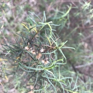 Cassinia quinquefaria at O'Connor, ACT - 18 Sep 2020 01:10 PM