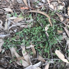 Einadia nutans (Climbing Saltbush) at O'Connor, ACT - 18 Sep 2020 by PeterR