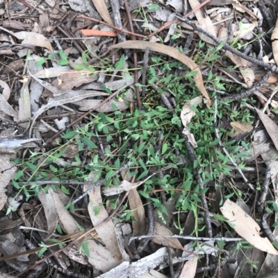 Einadia nutans (Climbing Saltbush) at O'Connor, ACT - 18 Sep 2020 by PeterR