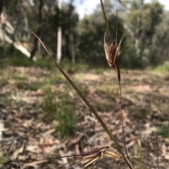 Themeda triandra (Kangaroo Grass) at O'Connor, ACT - 18 Sep 2020 by PeterR