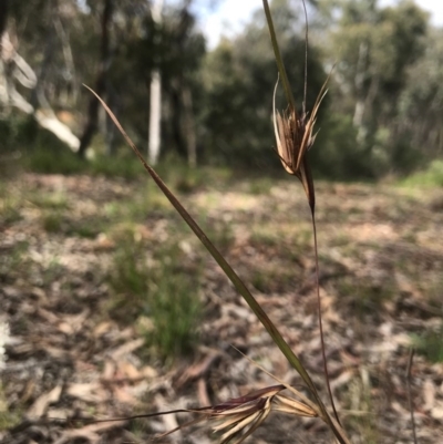 Themeda triandra (Kangaroo Grass) at Dryandra St Woodland - 18 Sep 2020 by PeterR