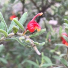 Grevillea alpina (Mountain Grevillea / Cat's Claws Grevillea) at O'Connor, ACT - 22 Mar 2020 by PeterR