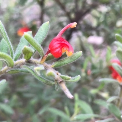 Grevillea alpina (Mountain Grevillea / Cat's Claws Grevillea) at O'Connor, ACT - 22 Mar 2020 by PeterR