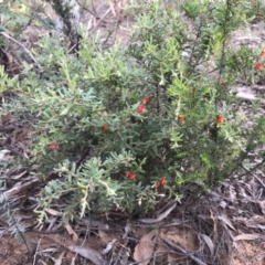 Grevillea alpina at O'Connor, ACT - 23 Mar 2020