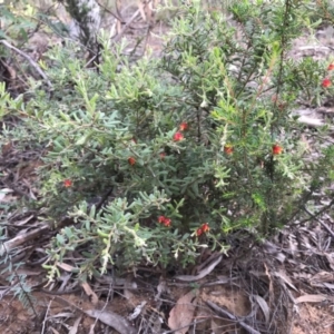 Grevillea alpina at O'Connor, ACT - 23 Mar 2020 06:44 AM