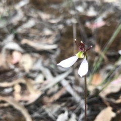 Eriochilus cucullatus (Parson's Bands) at O'Connor, ACT - 22 Mar 2020 by PeterR