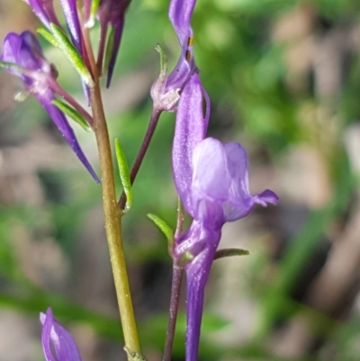 Linaria pelisseriana (Pelisser's Toadflax) at Stromlo, ACT - 19 Sep 2020 by trevorpreston