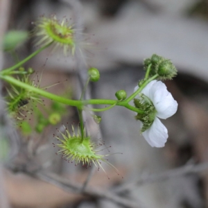 Drosera gunniana at O'Connor, ACT - 19 Sep 2020 11:58 AM