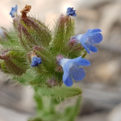 Anchusa arvensis (Small Bugloss) at Stromlo, ACT - 19 Sep 2020 by tpreston