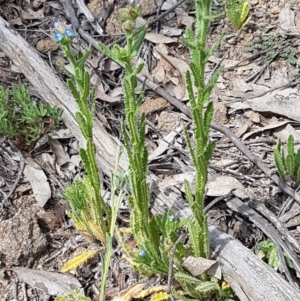 Anchusa arvensis at Stromlo, ACT - 19 Sep 2020