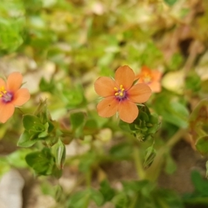 Lysimachia arvensis at Stromlo, ACT - 19 Sep 2020