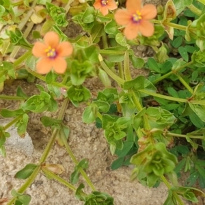 Lysimachia arvensis at Stromlo, ACT - 19 Sep 2020