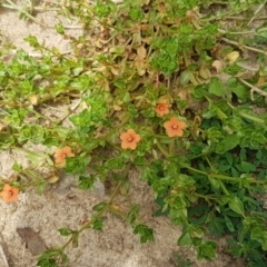 Lysimachia arvensis at Stromlo, ACT - 19 Sep 2020