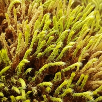 Hedwigia sp. at Stromlo, ACT - 19 Sep 2020 by trevorpreston