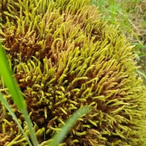 Hedwigia sp. at Stromlo, ACT - 19 Sep 2020