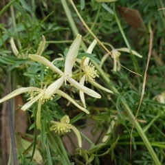 Clematis leptophylla (Small-leaf Clematis, Old Man's Beard) at Coree, ACT - 19 Sep 2020 by trevorpreston