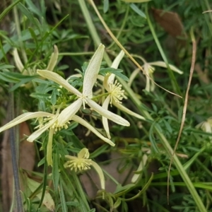 Clematis leptophylla at Coree, ACT - 19 Sep 2020