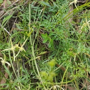 Clematis leptophylla at Coree, ACT - 19 Sep 2020