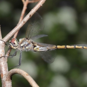 Hemicordulia tau at Acton, ACT - 18 Sep 2020