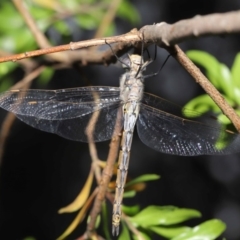 Hemicordulia tau at Acton, ACT - 18 Sep 2020 12:39 PM