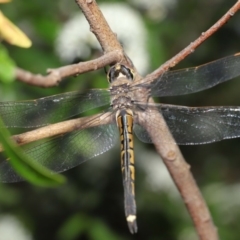 Hemicordulia tau at Acton, ACT - 18 Sep 2020