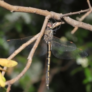 Hemicordulia tau at Acton, ACT - 18 Sep 2020 12:39 PM