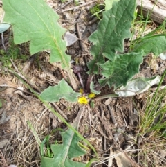 Cymbonotus preissianus (Austral Bear's-ears) at Jack Perry Reserve - 18 Sep 2020 by ClaireSee