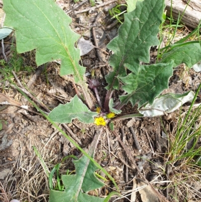 Cymbonotus preissianus (Austral Bear's-ears) at Wodonga, VIC - 18 Sep 2020 by ClaireSee