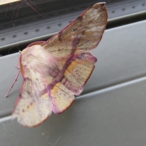 Oenochroma vinaria at Wanniassa, ACT - 19 Sep 2020