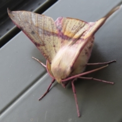 Oenochroma vinaria at Wanniassa, ACT - 19 Sep 2020