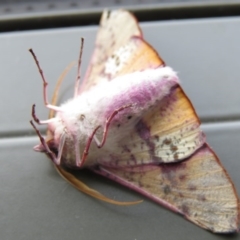 Oenochroma vinaria at Wanniassa, ACT - 19 Sep 2020