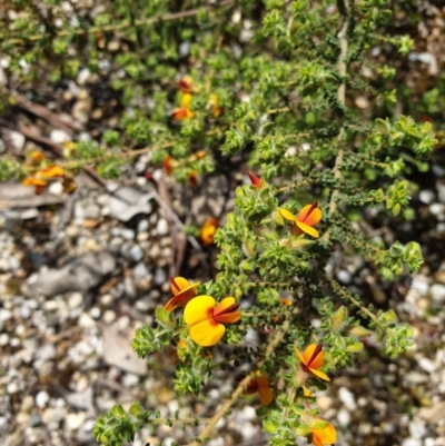 Pultenaea foliolosa (Small Leaf Bushpea) at Jack Perry Reserve - 19 Sep 2020 by ClaireSee