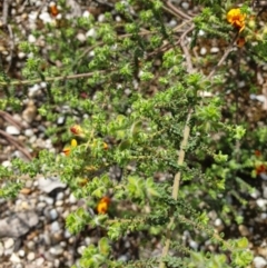 Pultenaea foliolosa at Wodonga, VIC - 19 Sep 2020