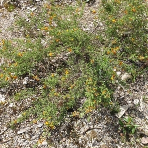 Pultenaea foliolosa at Wodonga, VIC - 19 Sep 2020