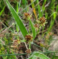 Luzula meridionalis (Common Woodrush) at Wodonga - 18 Sep 2020 by ClaireSee