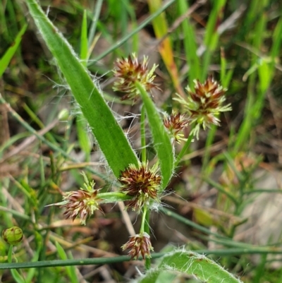 Luzula meridionalis (Common Woodrush) at Wodonga, VIC - 19 Sep 2020 by ClaireSee