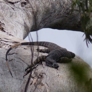 Varanus varius at Black Range, NSW - suppressed