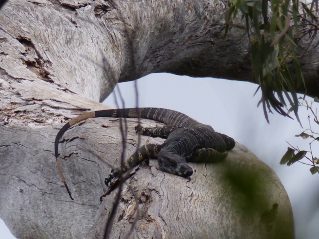 Varanus varius at Black Range, NSW - 19 Sep 2020