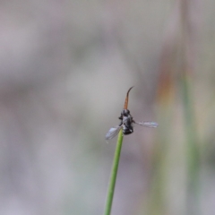 Entomophthora sp. (genus) (Puppeteer Fungus) at O'Connor, ACT - 19 Sep 2020 by ConBoekel