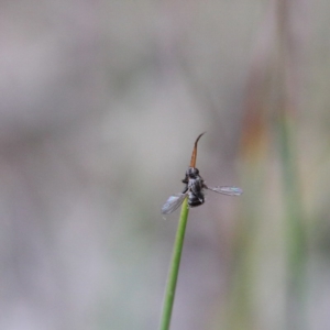 Entomophthora sp. (genus) at O'Connor, ACT - 19 Sep 2020