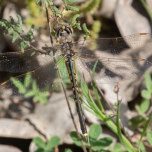 Hemicordulia tau at Kowen, ACT - 19 Sep 2020 09:27 AM