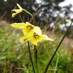 Diuris chryseopsis (Golden Moth) at Kambah, ACT - 19 Sep 2020 by HelenCross